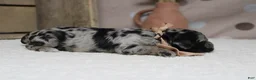 Aussiedoodle dogs for sale: Spot  - Ad 6