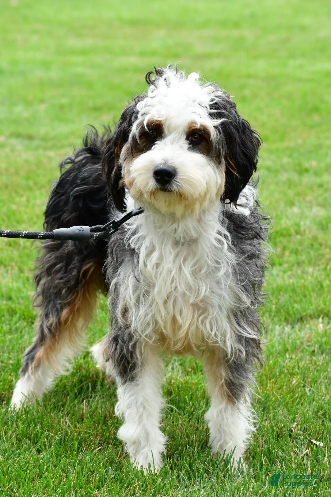 Mixed Breed dogs for sale: Colleen - Ad 9