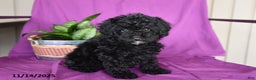 Miniature Poodle dogs for sale: Jade - Ad 2