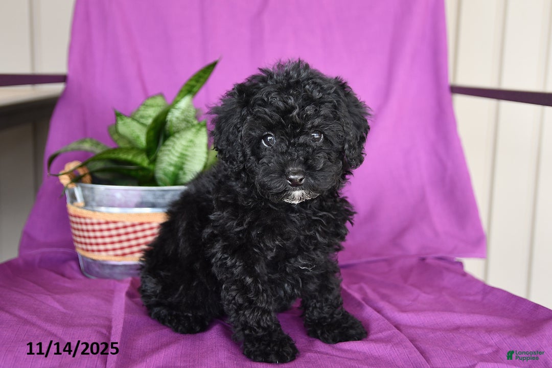 Miniature Poodle dogs for sale: Jade - Ad 2