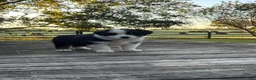 Australian Shepherd dogs for sale: Australian Shepherd 7 - Ad 2