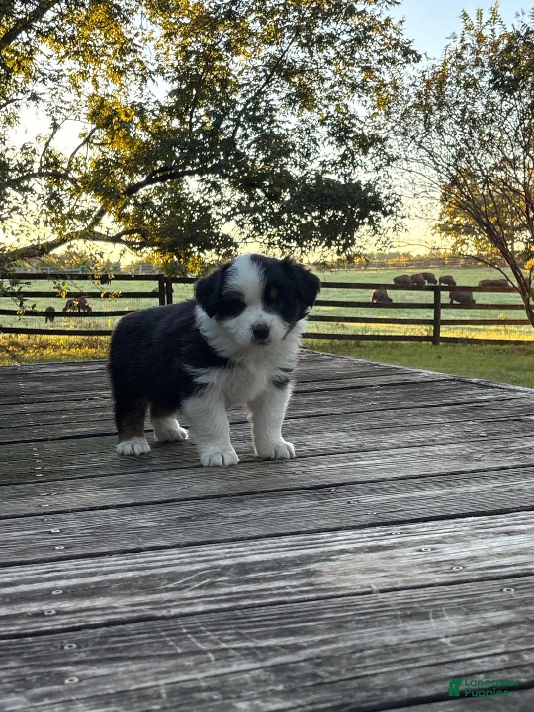 Australian Shepherd dogs for sale: Australian Shepherd 7 - Ad 2