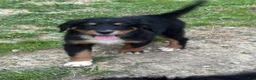 Mixed Breed dogs for sale: Mixed Breed 7 - Ad 3