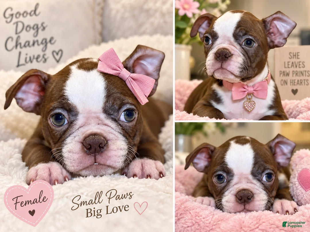 Boston Terrier dogs for sale: Princess - Ad 1