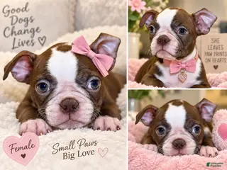 Boston Terrier dogs Princess - Ad 22