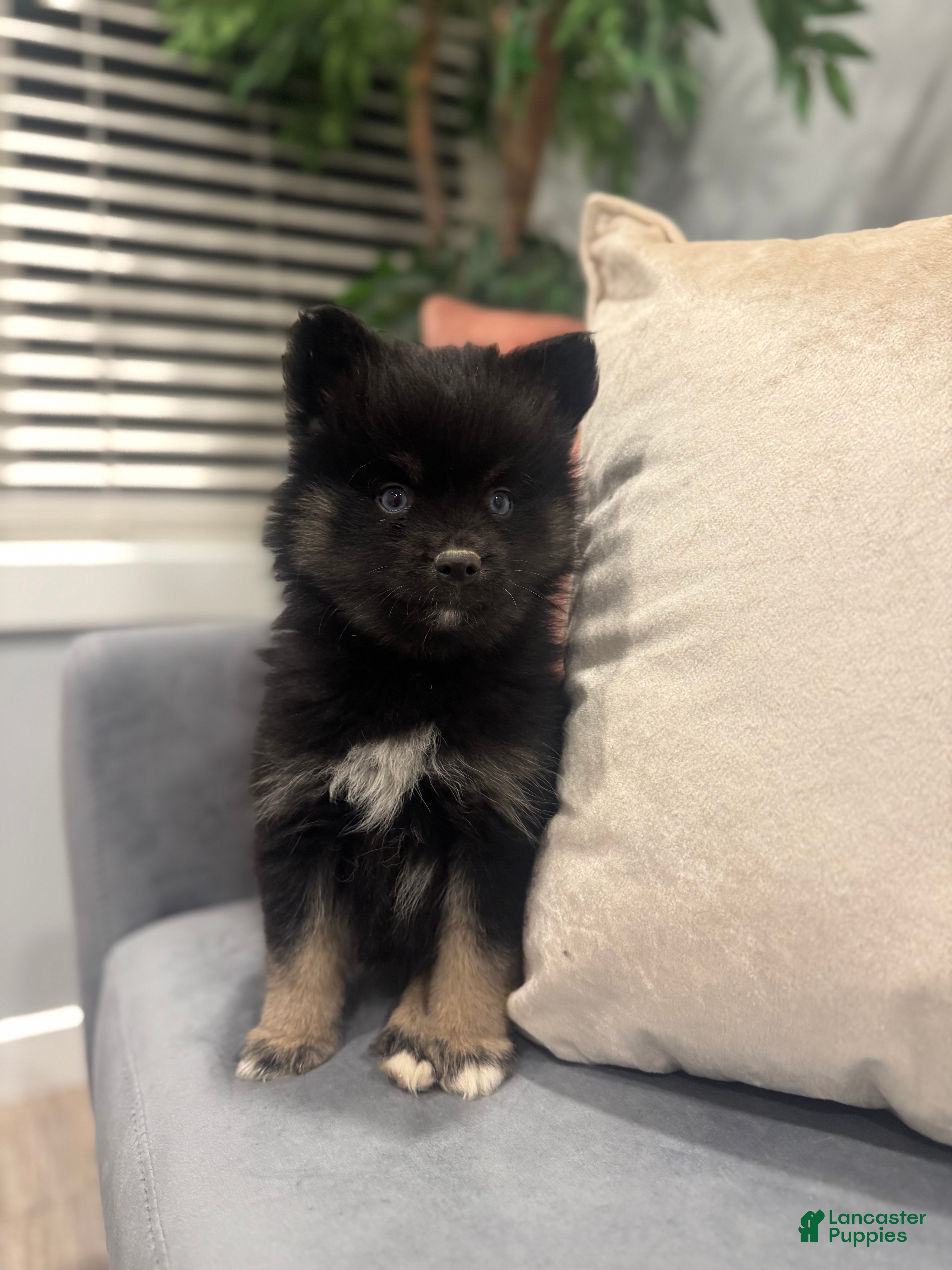 Pomsky dogs Zeus - Ad 24