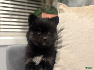 Pomsky dogs Zeus - Ad 24