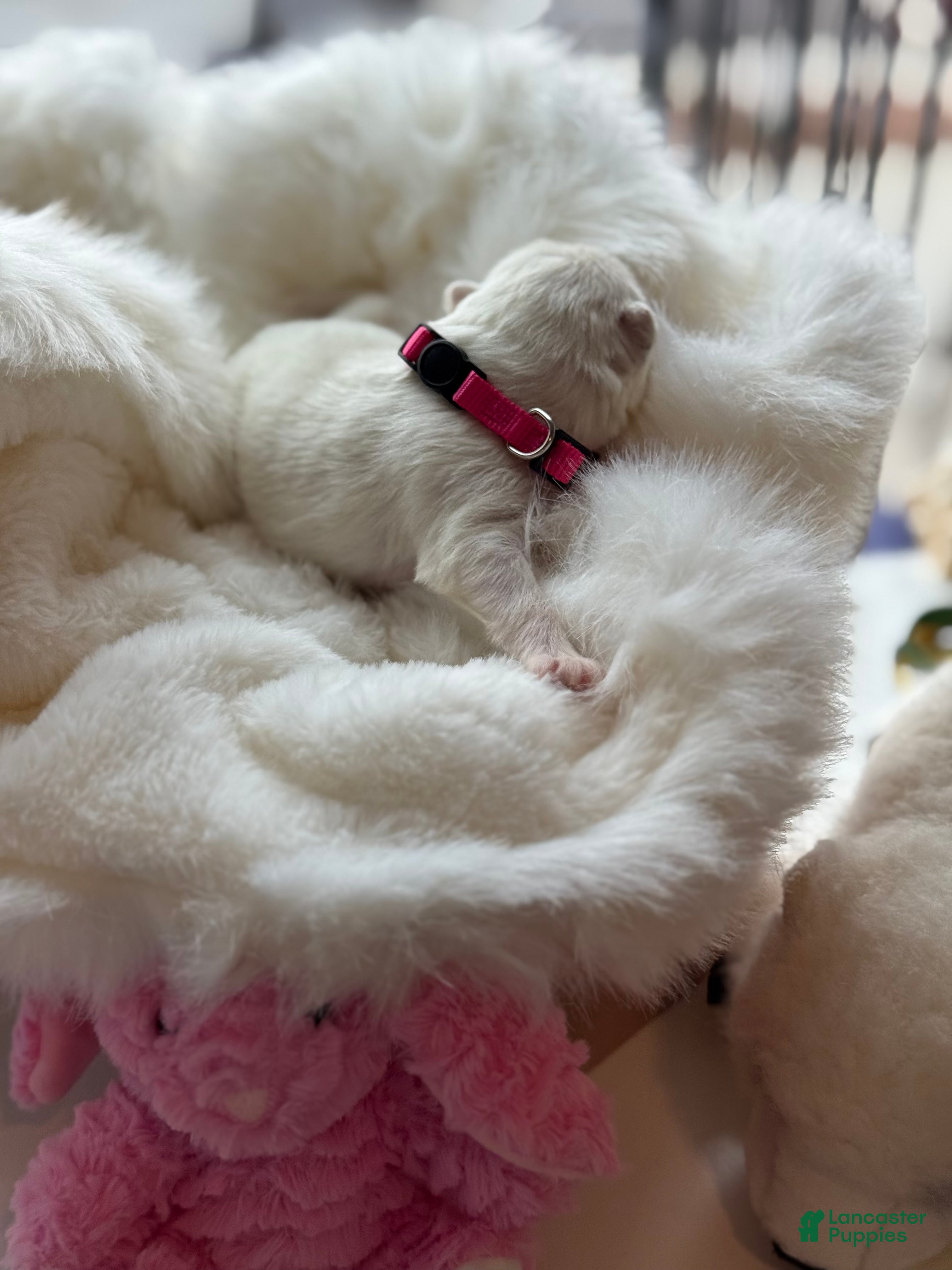 Samoyed dogs Pink  - Ad 1