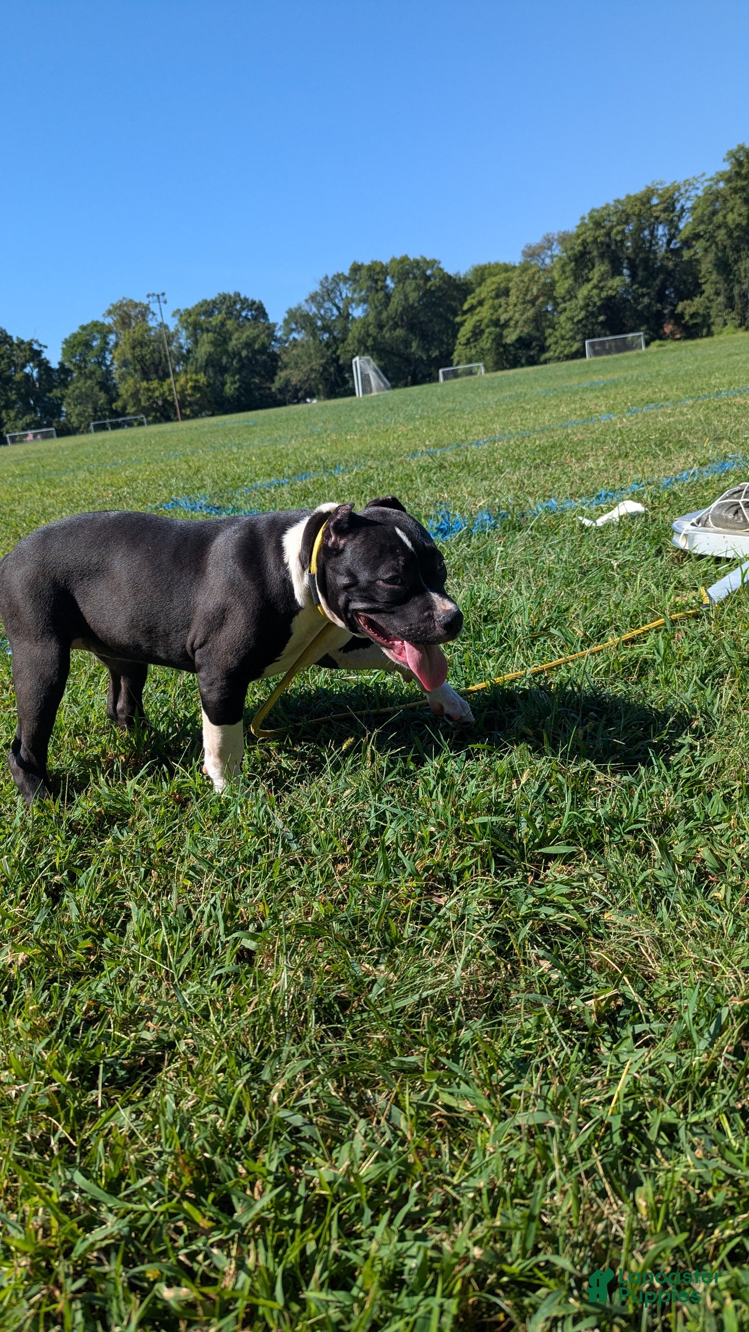 American Bully dogs Jet - Ad 2