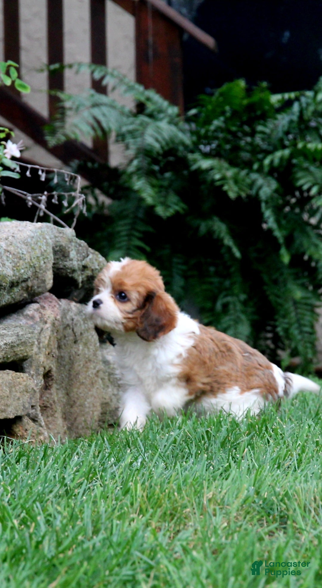 Cavapoo dogs for sale: Remi - Ad 13