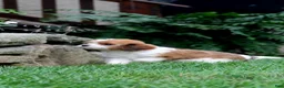 Cavapoo dogs for sale: Remi - Ad 1