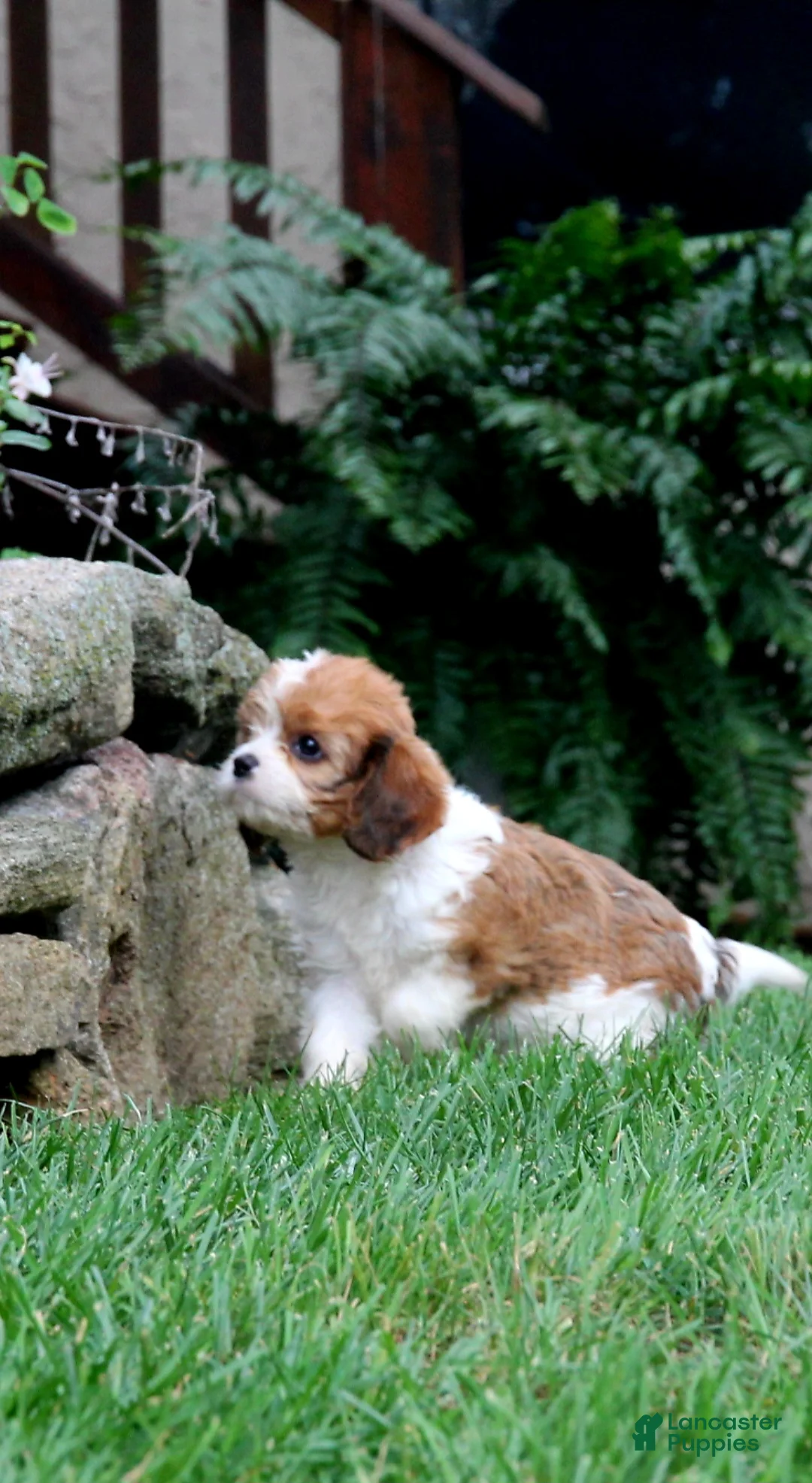 Cavapoo dogs for sale: Remi - Ad 1