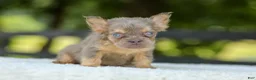 French Bulldog dogs for sale: Lisa - Ad 16