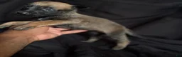 Belgian Malinois dogs for sale: Belgian Malinois 4 - Ad 6