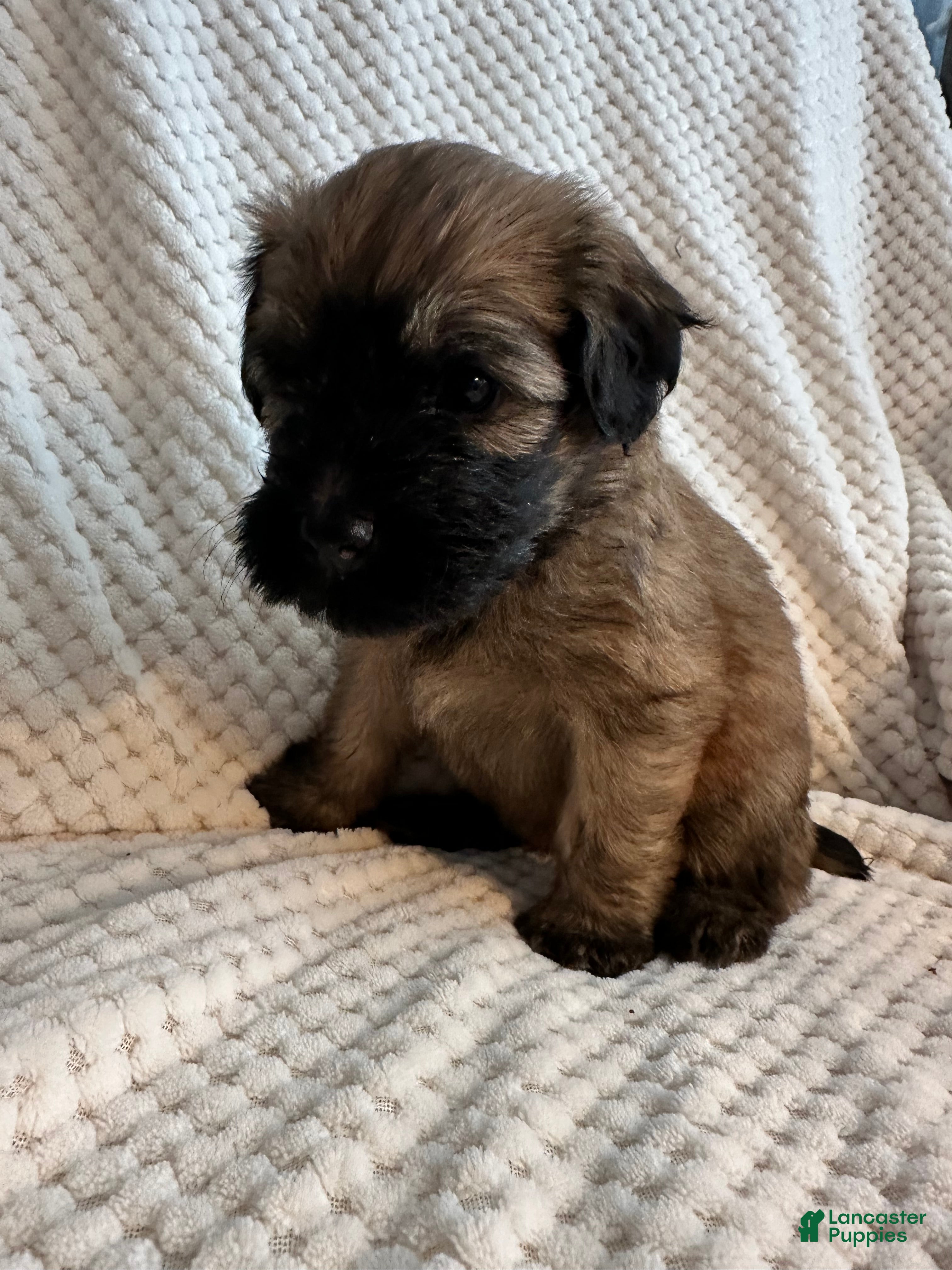 Mixed Breed dogs White collar girl  - Ad 2