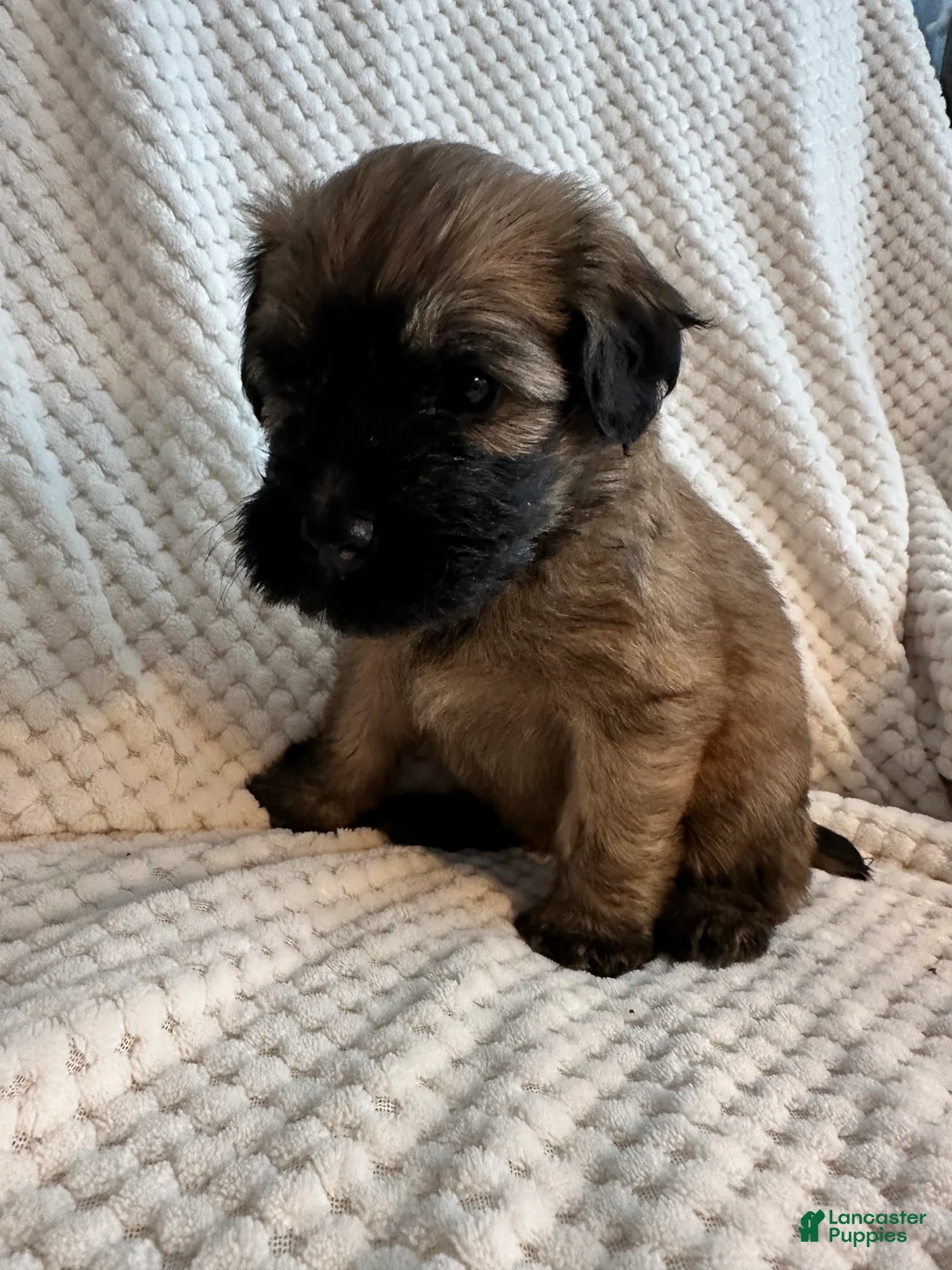 Mixed Breed dogs for sale: White collar girl  - Ad 2