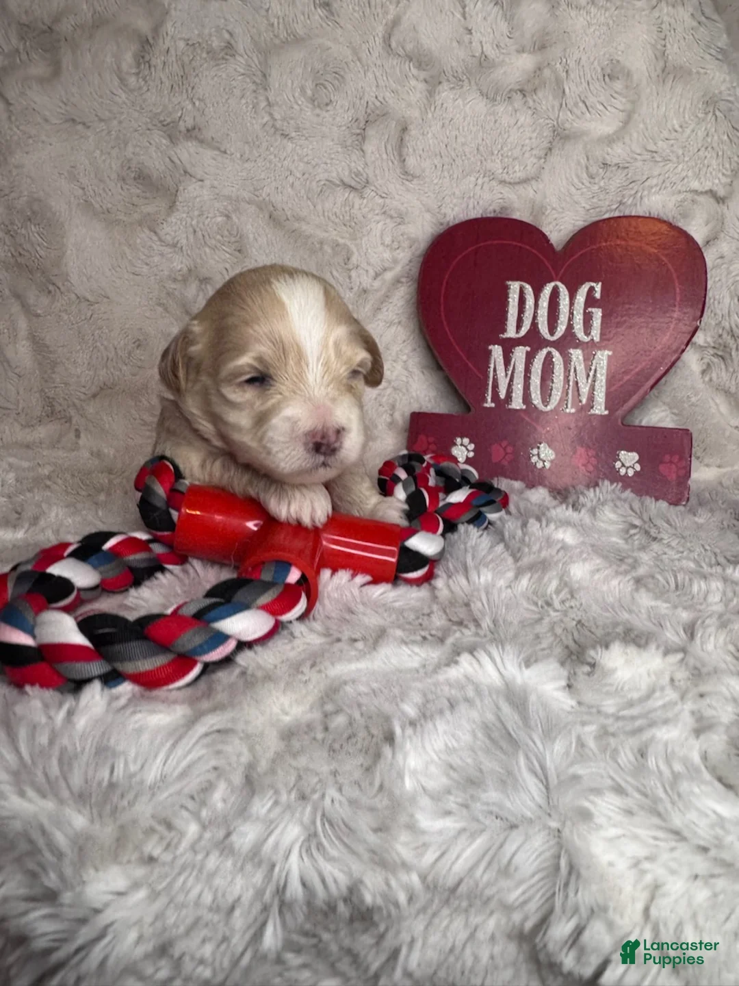 Maltipoo dogs for sale: Snoopy - Ad 3