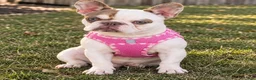 French Bulldog dogs for sale: Rollie - Ad 4