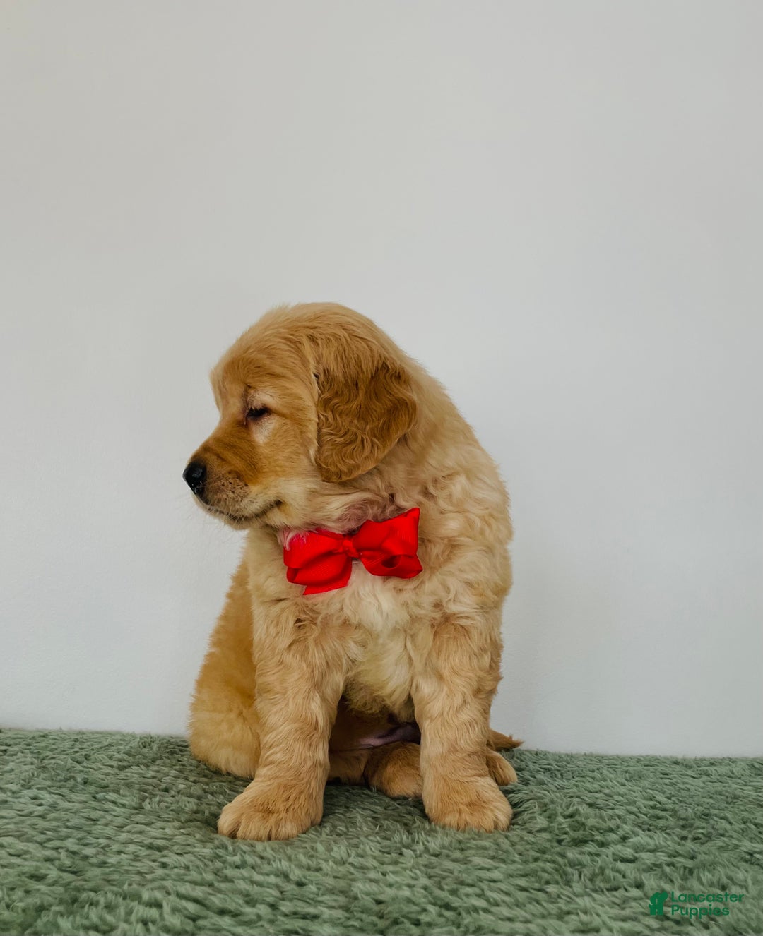 Golden Retriever dogs for sale: Charlie - Ad 3