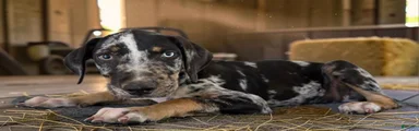 Gypsie 2026 Male 3