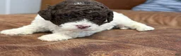 Lagotto Romagnolo dogs for sale: Light purple collar Female - Ad 3