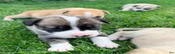 Mixed Breed dogs for sale: Pitsky femlae 6 - Ad 1