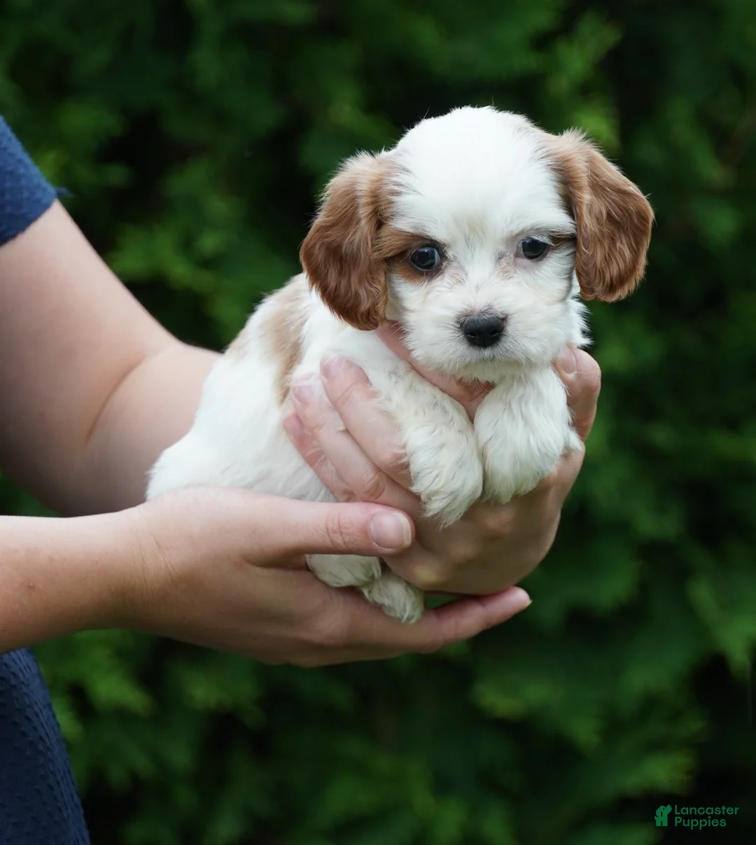 Cavachon dogs for sale: Daisy - Ad 1