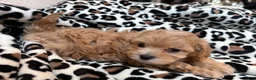 Maltipoo dogs for sale: Cookie  - Ad 9