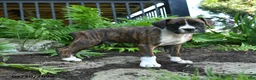 Boxer dogs for sale: Zeke - Ad 4