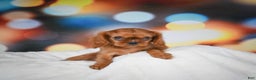 Cavalier King Charles Spaniel dogs for sale: Katie - Ad 3