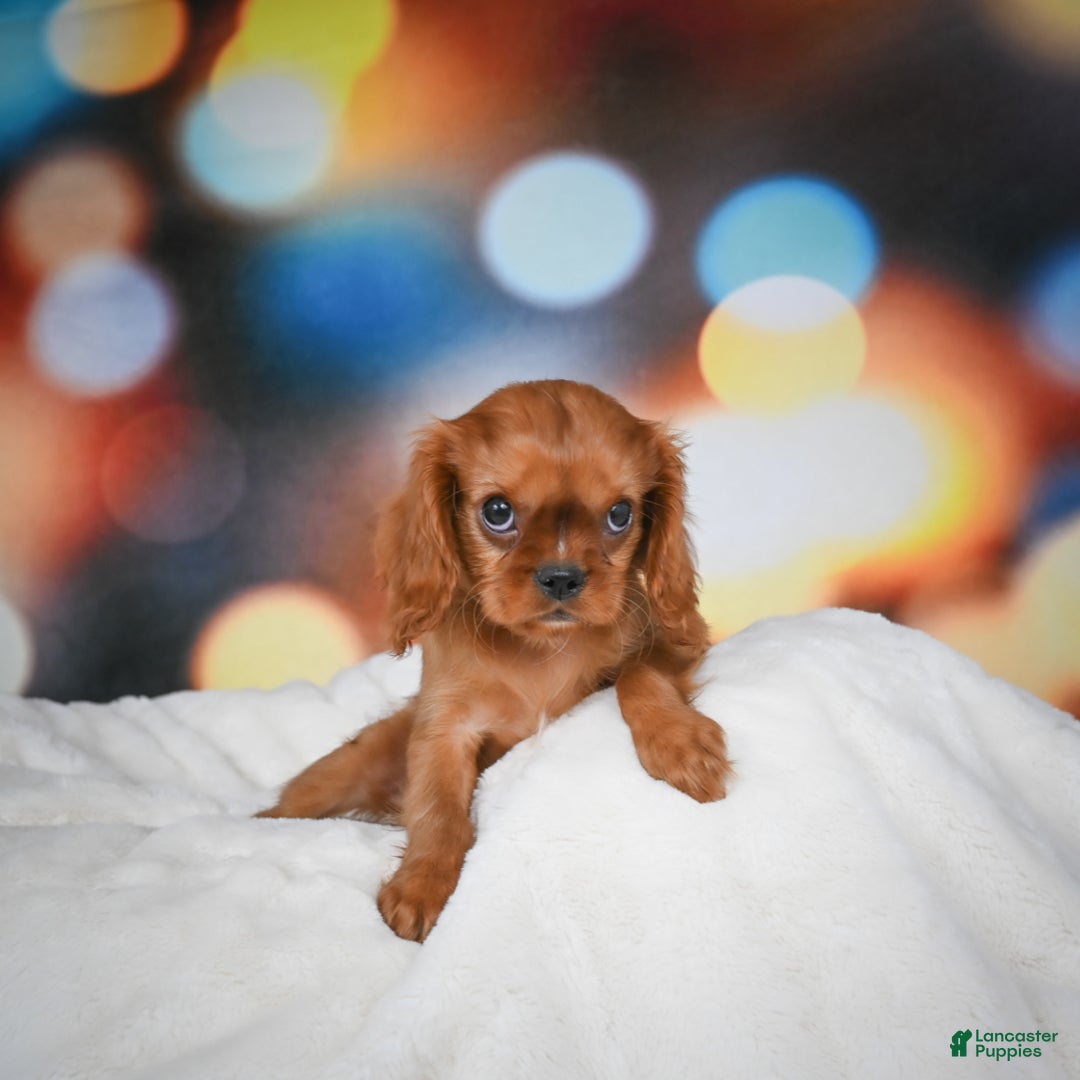 Cavalier King Charles Spaniel dogs for sale: Katie - Ad 3