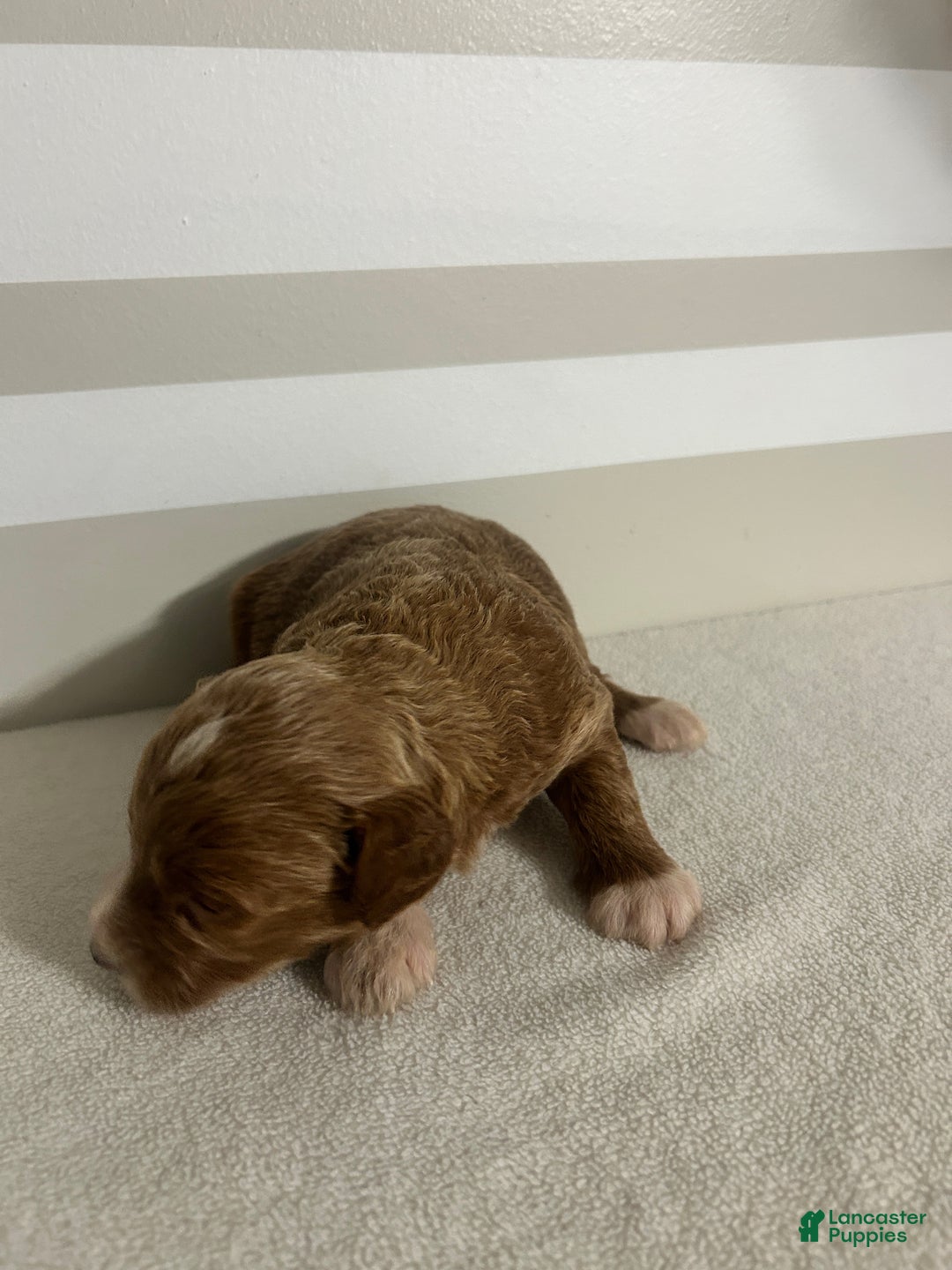 Mini Goldendoodle dogs for sale: Cindy - Ad 3