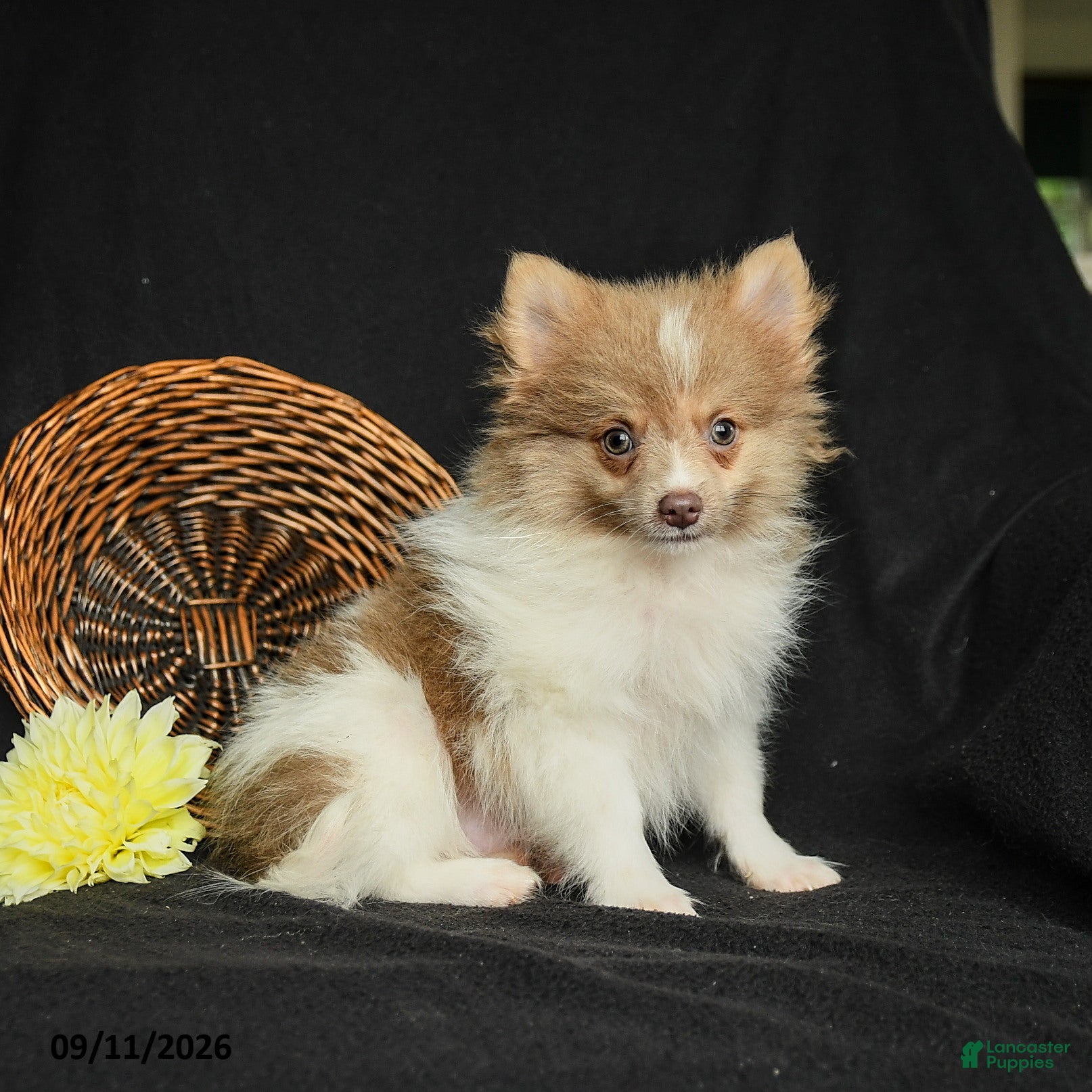 Pomeranian dogs Pollo - Ad 1