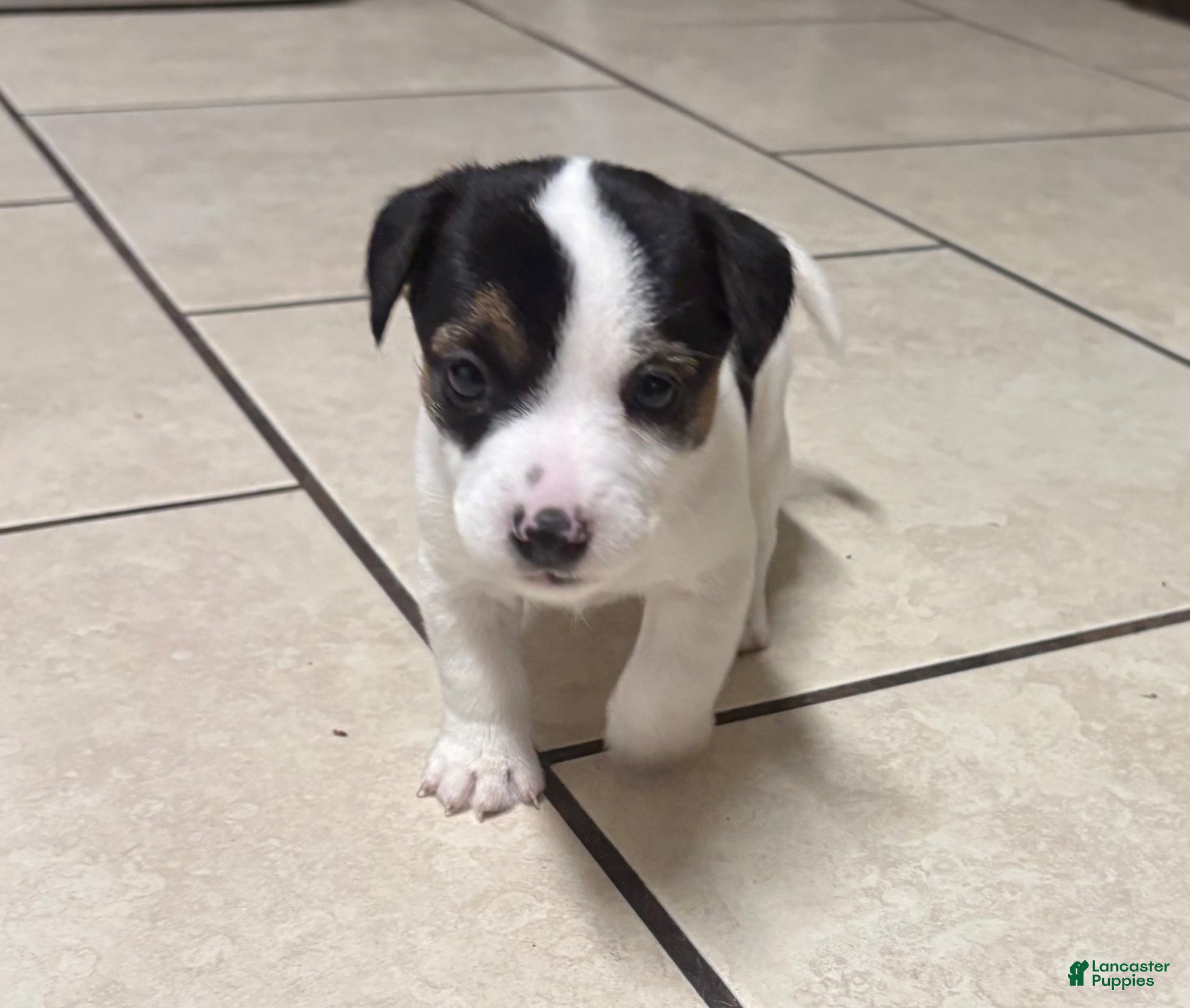 Jack Russell Terrier dogs Jack Russell Terrier Puppy 2 - Ad 18