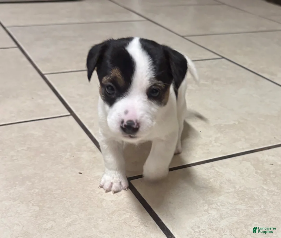 Jack Russell Terrier dogs for sale: Jack Russell Terrier Puppy 2 - Ad 1