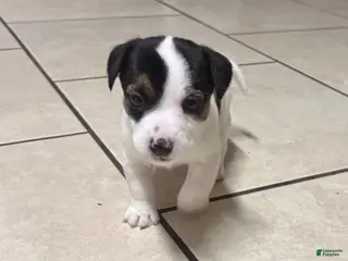 Jack Russell Terrier dogs Jack Russell Terrier Puppy 2 - Ad 19