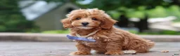 Maltipoo dogs for sale: Leo - Ad 6