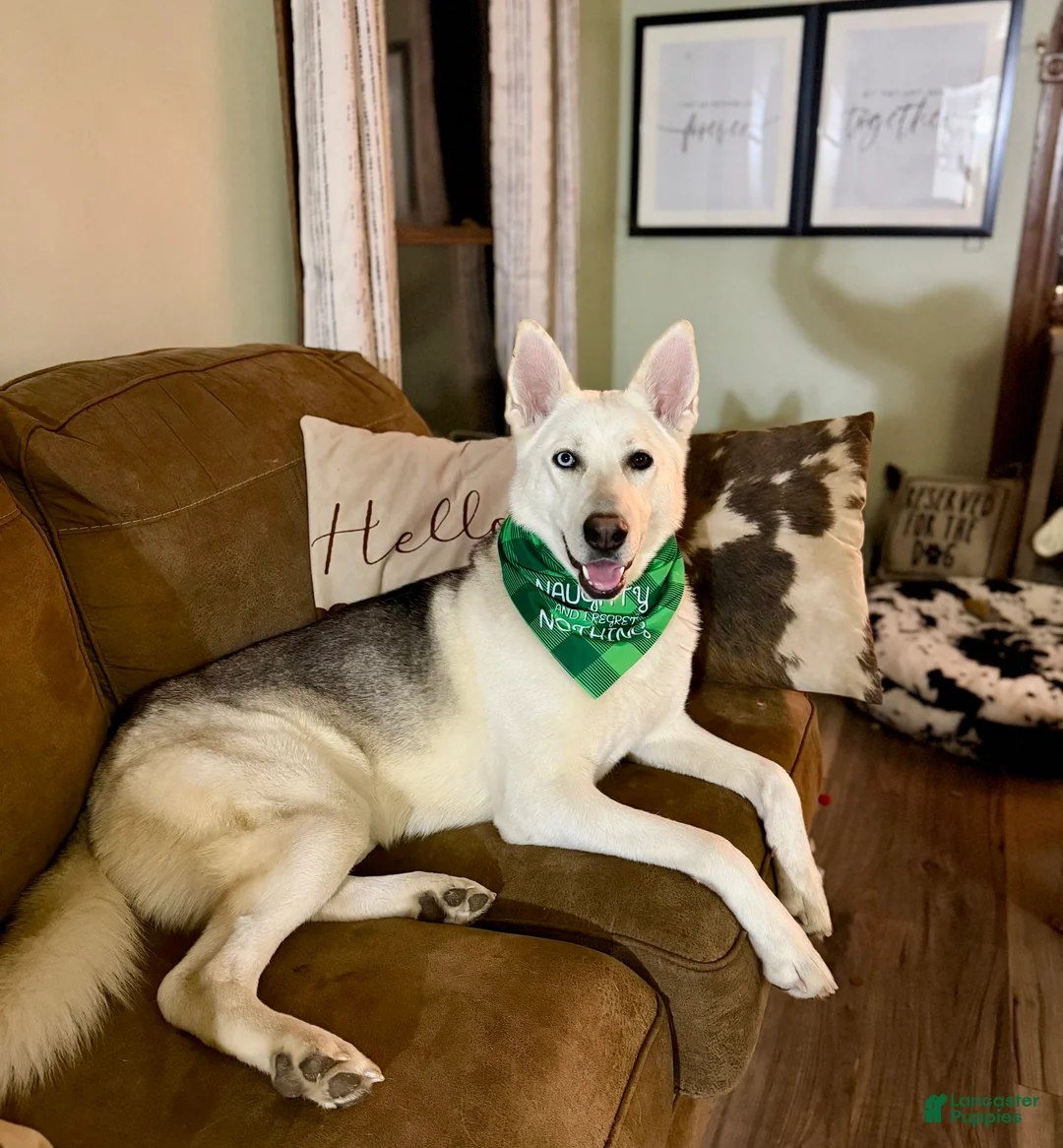 Mixed Breed dogs for sale:  Pink collar female - blue eye - Ad 5