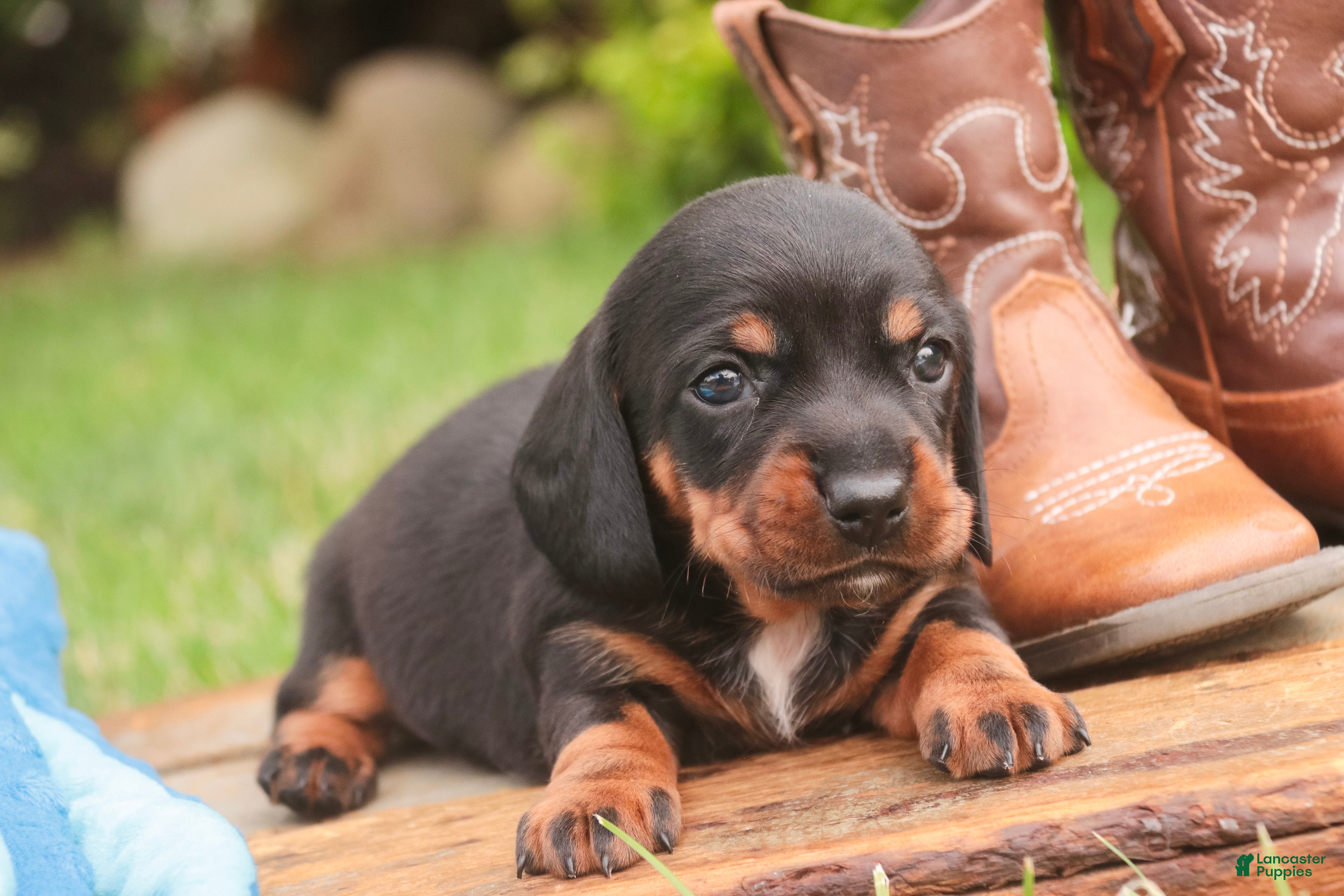 Miniature Dachshund dogs Wyatt Miniature Dachshund  - Ad 2