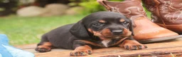 Miniature Dachshund dogs for sale: Wyatt Miniature Dachshund  - Ad 2