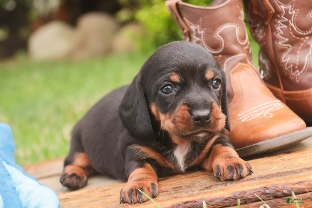 Miniature Dachshund dogs for sale: Wyatt Miniature Dachshund  - Ad 2