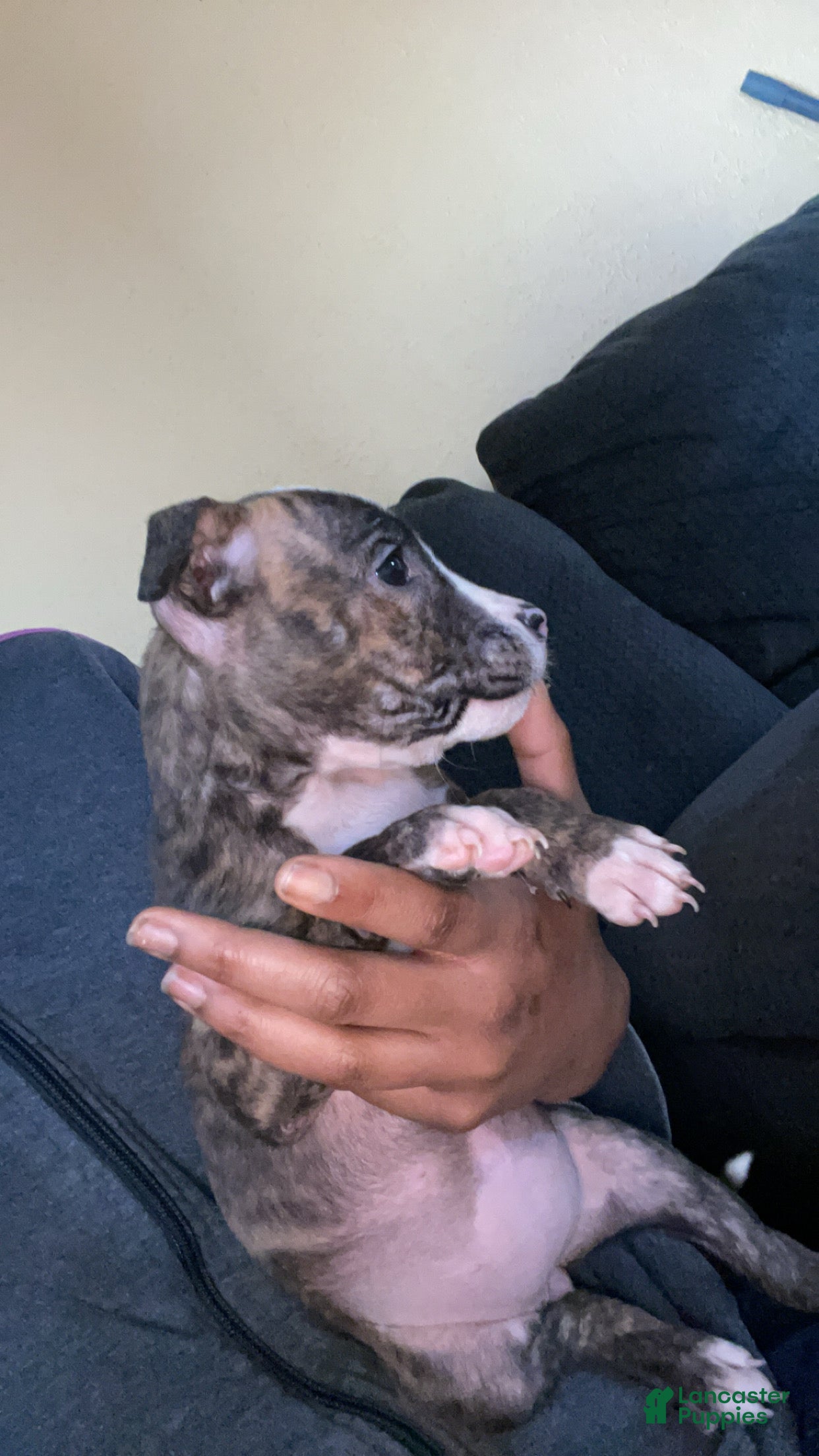 American Pit Bull Terrier dogs Nina  - Ad 18