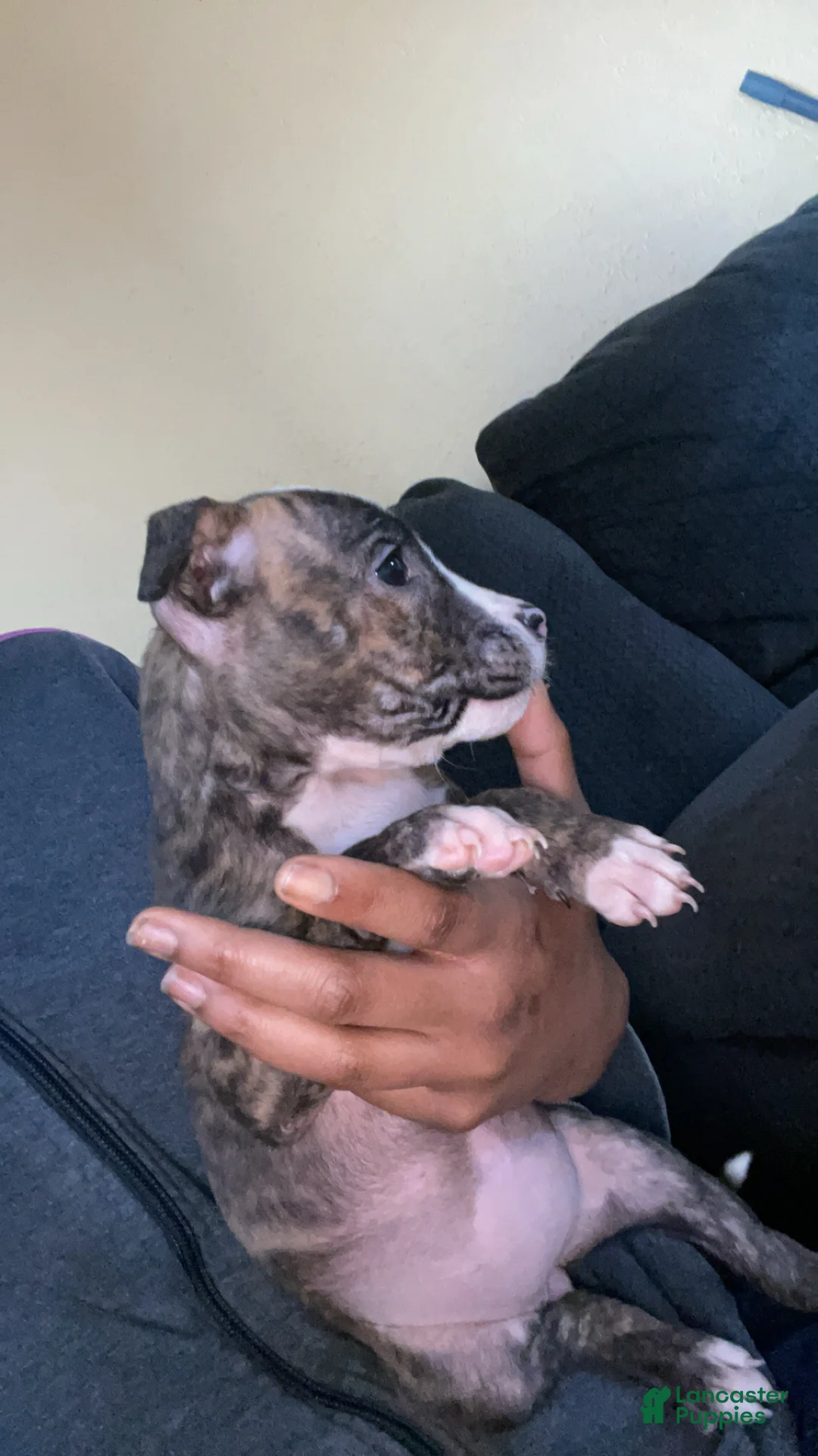 American Pit Bull Terrier dogs for sale: Nina  - Ad 2