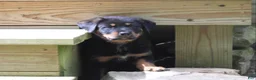 Mixed Breed dogs for sale: Raven - Ad 4