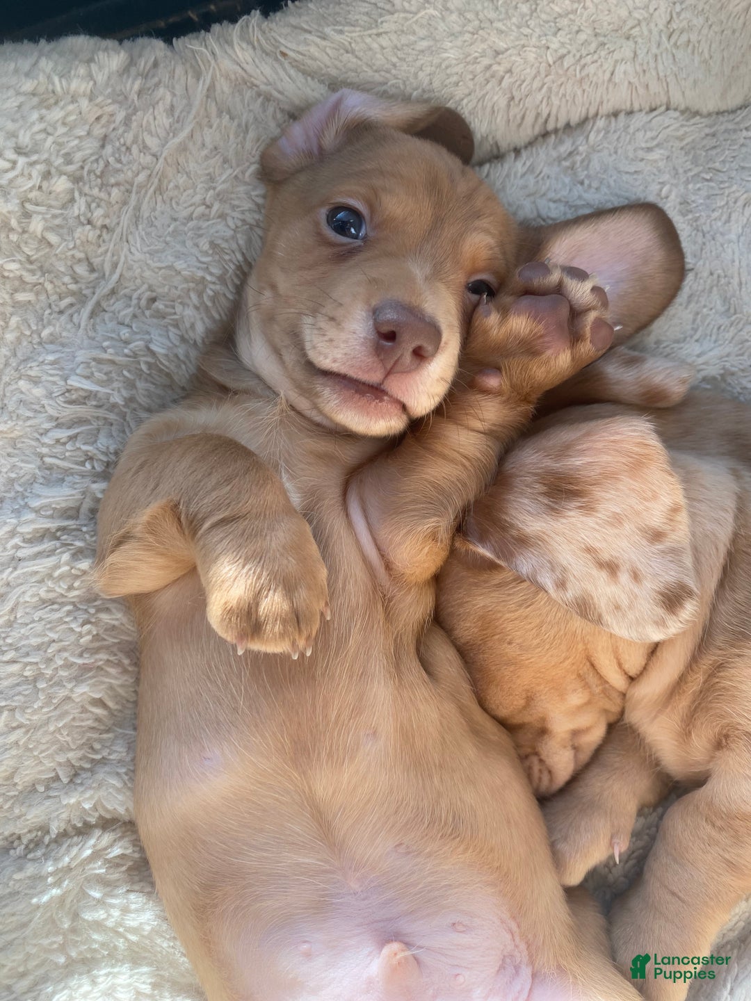 Miniature Dachshund dogs for sale: Daniel Strawberry Blonde Dachshund  - Ad 1