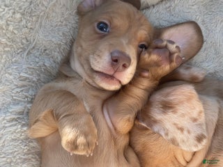 Miniature Dachshund dogs Daniel Strawberry Blonde Dachshund - Ad 2