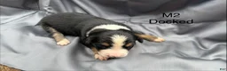 Mixed Breed dogs for sale: Mixed Breed 4 - Ad 11