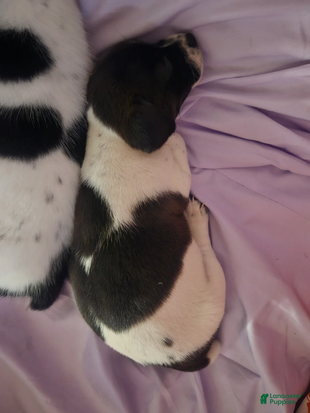 Jack Russell Terrier dogs for sale: Cookie - Ad 1