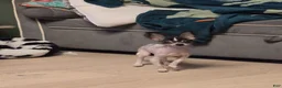 Chihuahua dogs for sale: Chihuahua Puppy 1 - Ad 4