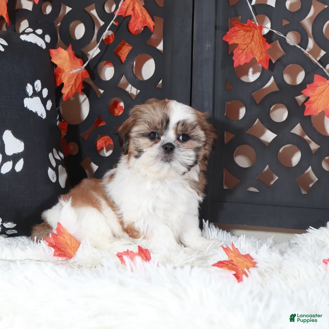 Shih Tzu dogs for sale: Conner - Ad 5